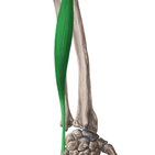 Musculus extensor carpi ulnaris