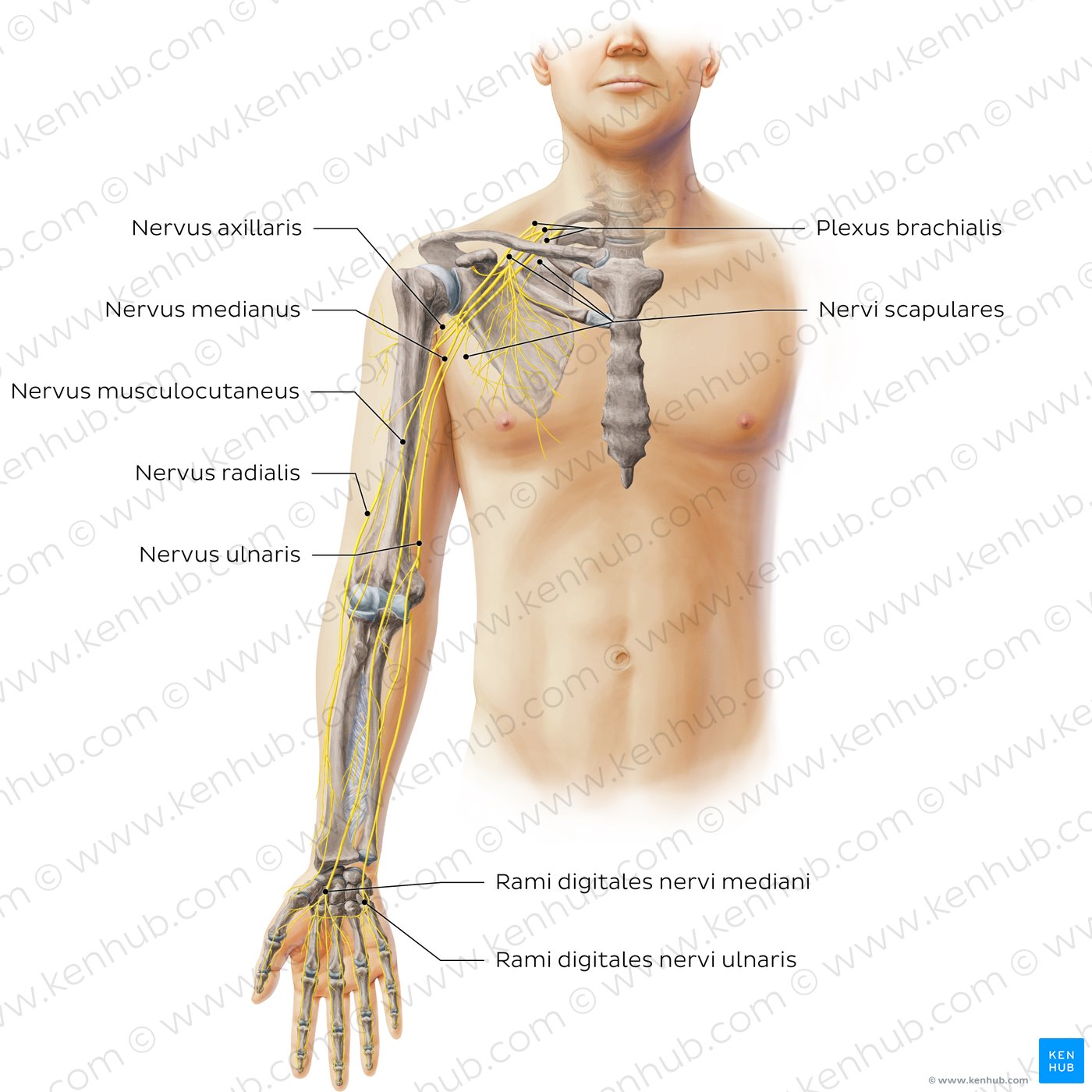 Nerven der oberen Extremität - Anterior