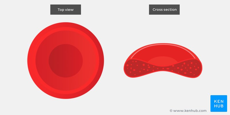 Erythrocytes. Function life