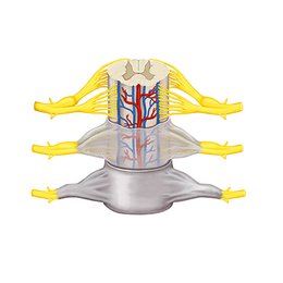 Spinal meninges and nerve roots