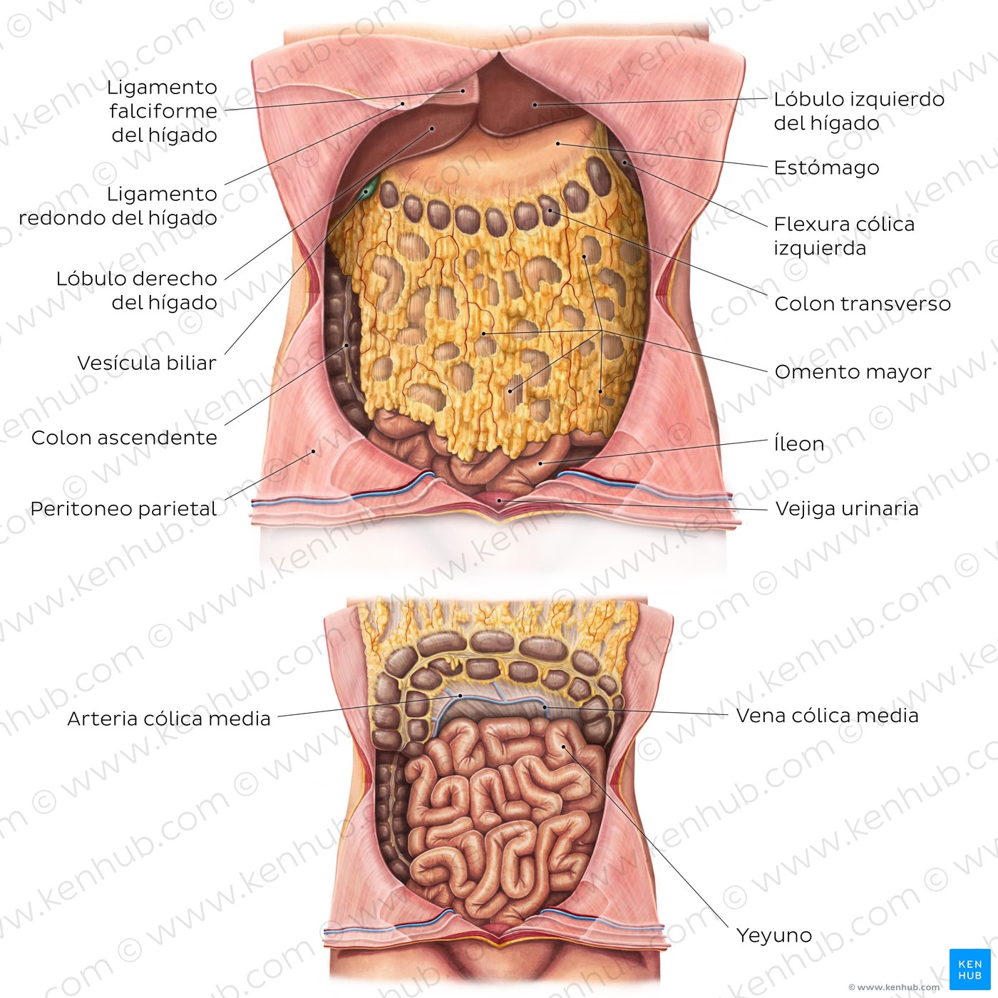 Anatomía del omento mayor