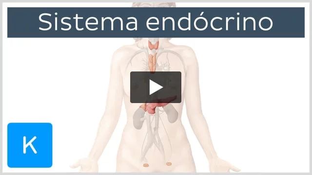 Considerações gerais sobre a hipófise - Distúrbios hormonais e