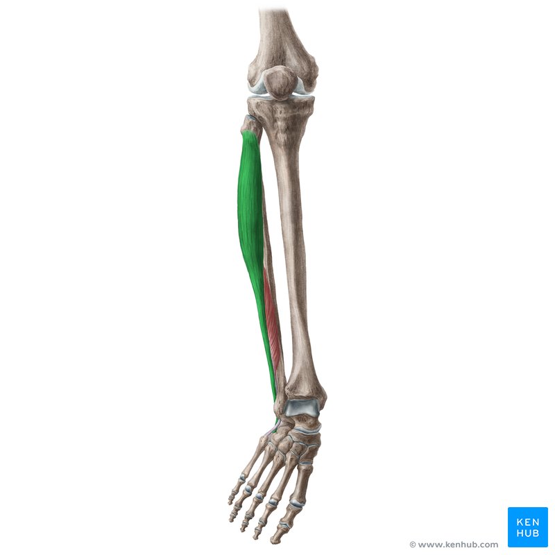 Fibularis longus muscle (Musculus fibularis longus)