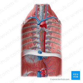 Rami oesophageales aortae (Speiseröhrenarterien); Bild: Yousun Koh