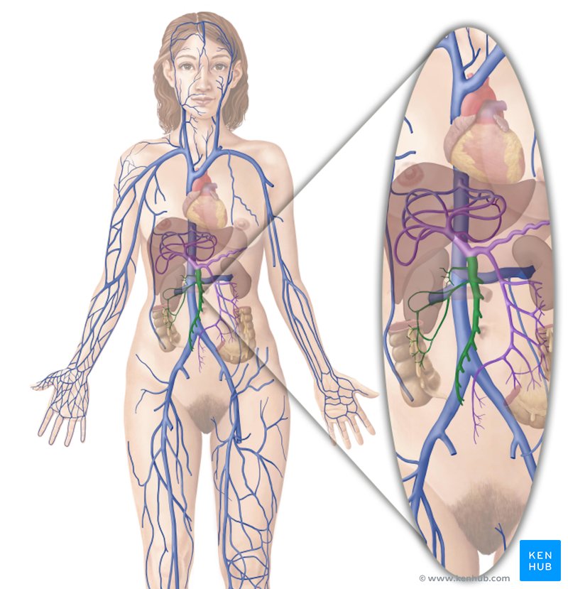 Superior mesenteric vein - ventral view