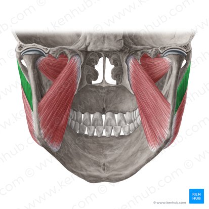 Parte profunda do músculo masseter (Pars profunda musculi masseteris); Imagem: Yousun Koh