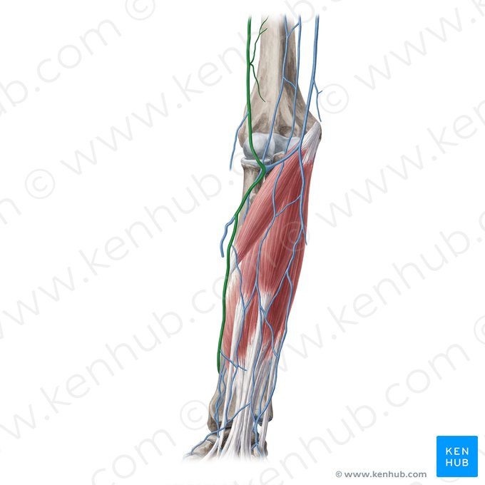 Vena cefálica (Vena cephalica); Imagen: Yousun Koh