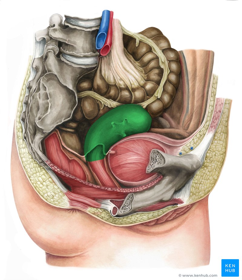 Útero em anteversão e anteflexão - vista lateral direita