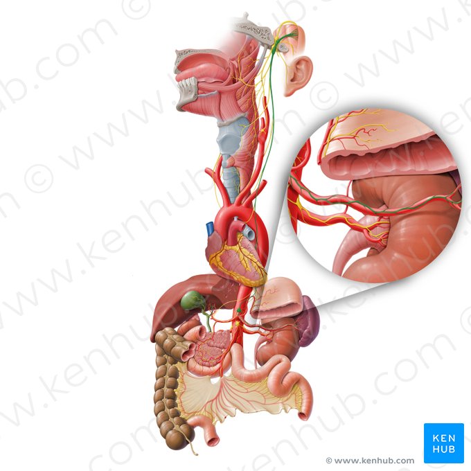 Plexo esplênico (Plexus splenicus); Imagem: Paul Kim