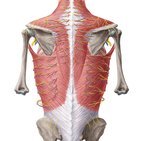 Anatomie des Rückens