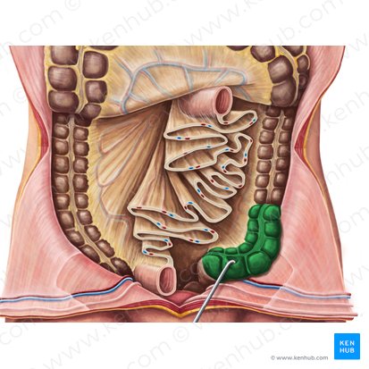 Colon sigmoideo (Colon sigmoideum); Imagen: Irina Münstermann