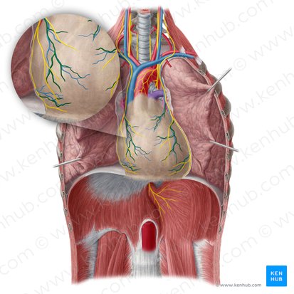 Pericardiacophrenic artery (Arteria pericardiacophrenica); Image: Yousun Koh