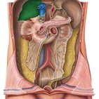 Blood supply and innervation of the liver