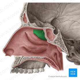 Cornete nasal superior del hueso etmoides (Concha superior nasi ossis ethmoidalis); Imagen: Yousun Koh