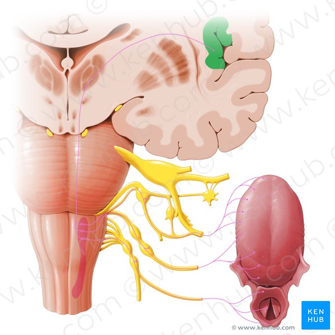Corteza sensorial gustativa (Cortex gustatorius); Imagen: Paul Kim
