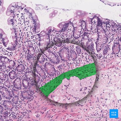 Lámina muscular de la mucosa (Lamina muscularis mucosae); Imagen: 