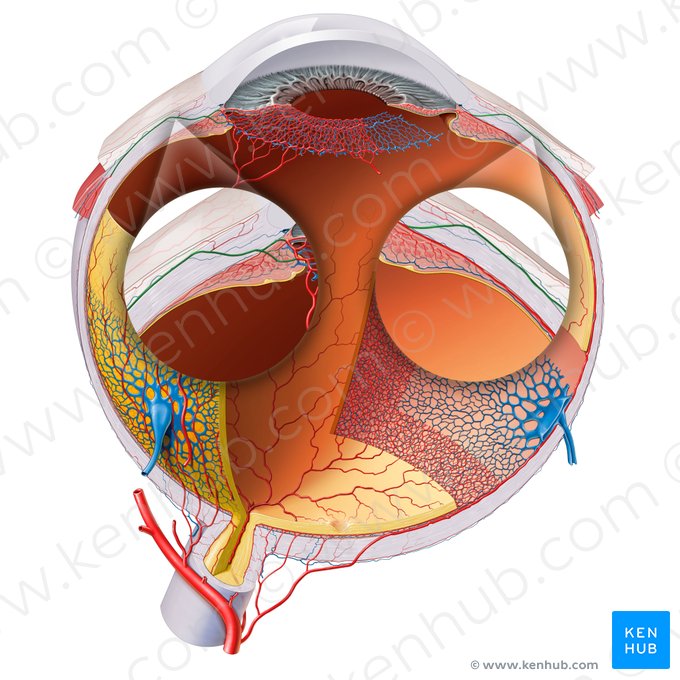 Arteriae ciliares anteriores (Vordere Ziliararterien); Bild: Paul Kim