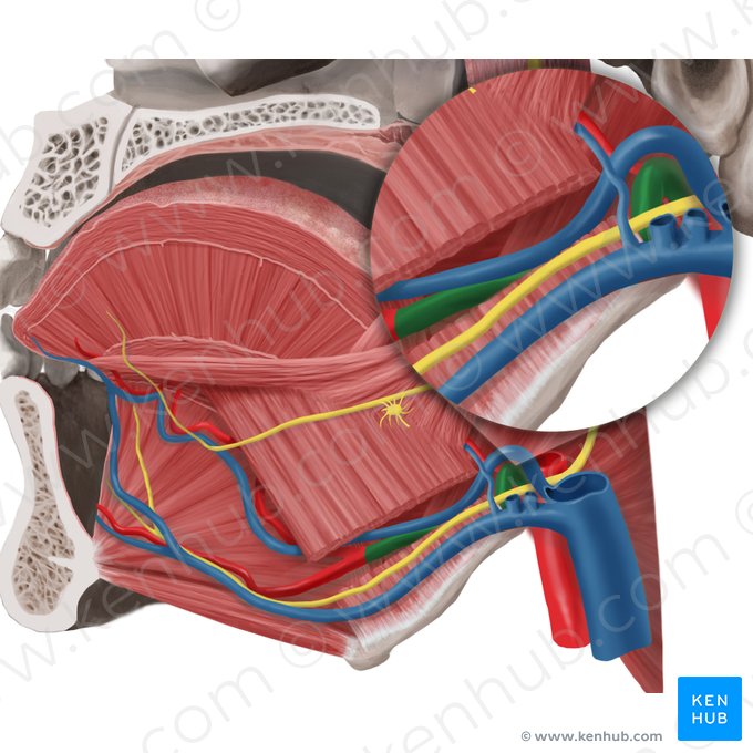 Artéria lingual (Arteria lingualis); Imagem: Begoña Rodriguez