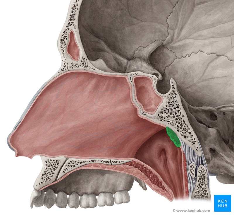 Pharyngeal tonsil - medial view