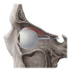 Musculus rectus superior