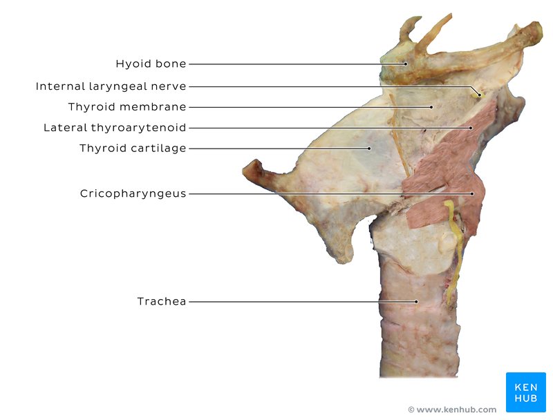 Structures of the neck - lateral view