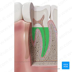 Radix dentis (Zahnwurzel); Bild: Paul Kim