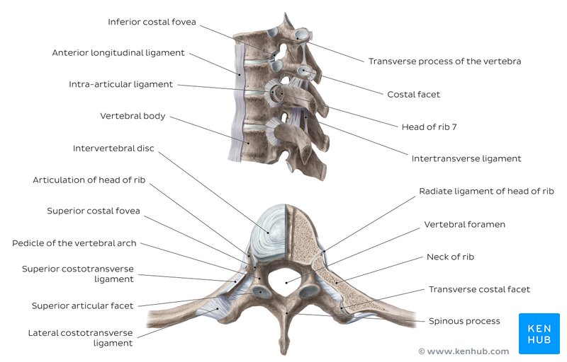 Costovertebral joints and ligaments