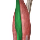 Semitendinosus muscle