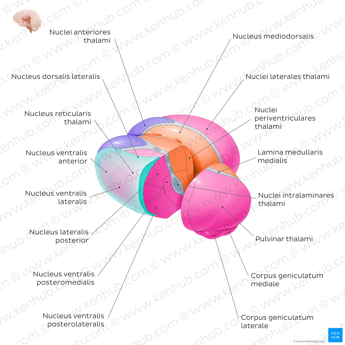 Kerne des Thalamus