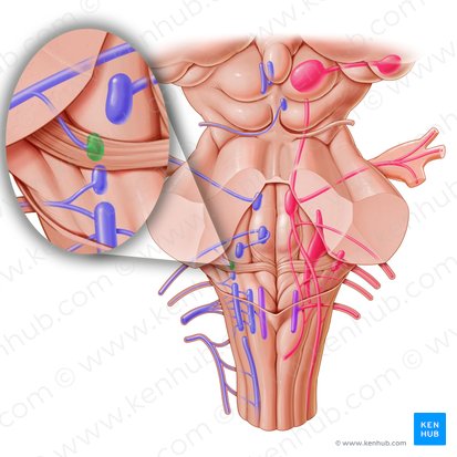 Nucleus salivatorius superior (Oberer Speichelkern); Bild: Paul Kim