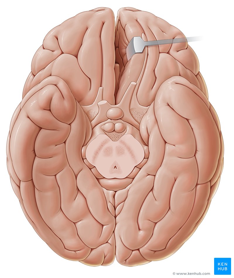 Basal view of the brain