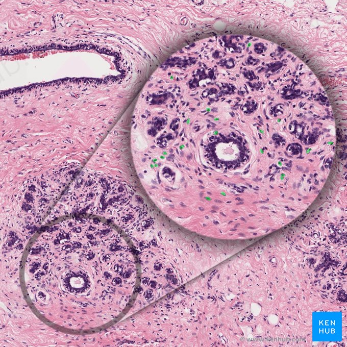 Células plasmáticas (Plasmocytus); Imagem: 