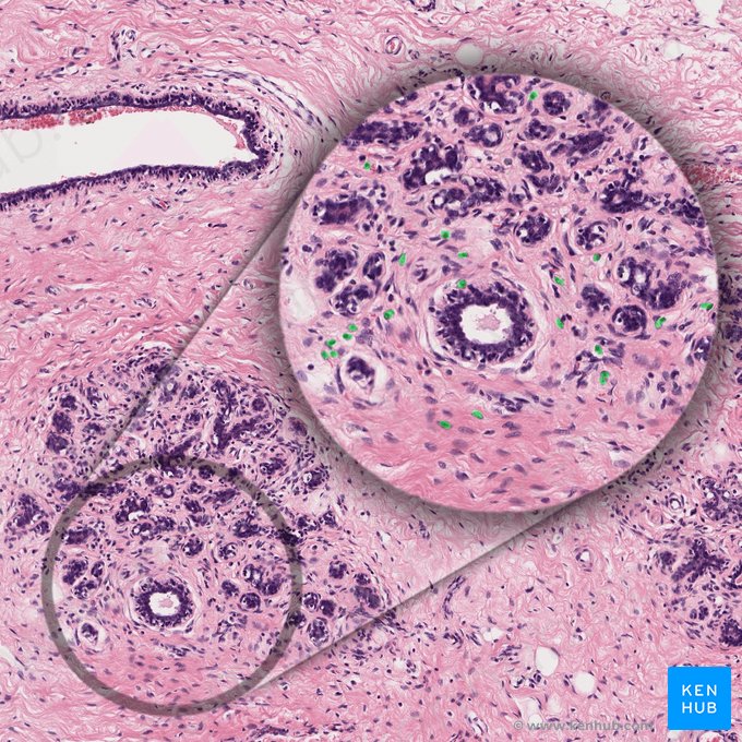 Células plasmáticas (Plasmocytus); Imagen: 