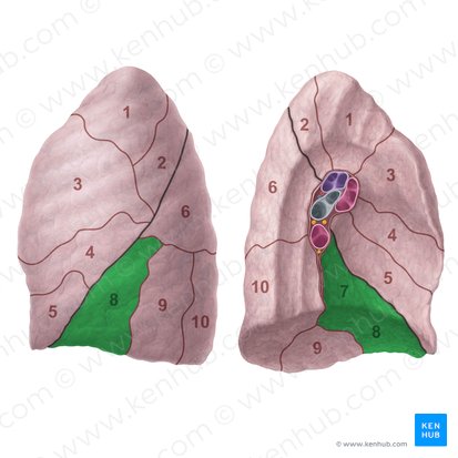 Segmento basilar anteromedial do pulmão esquerdo (Segmentum basale anteromediale pulmonis sinistri); Imagem: Paul Kim