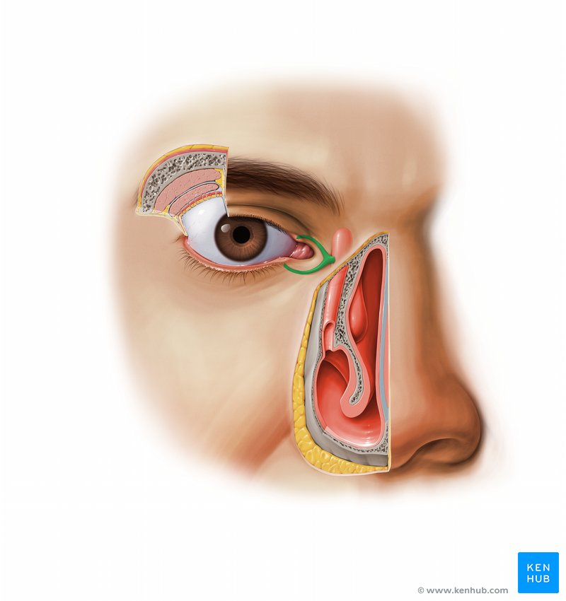 Lacrimal canaliculus: Ventral view