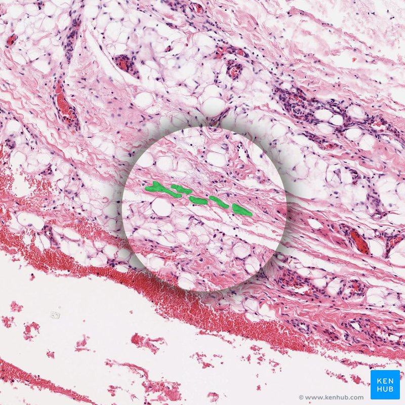 Ground substance - histological slide