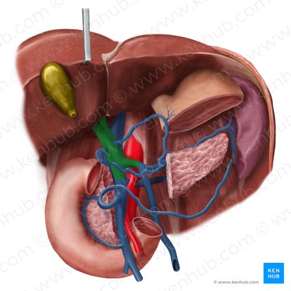 Hepatic portal vein (Vena portae hepatis); Image: Begoña Rodriguez