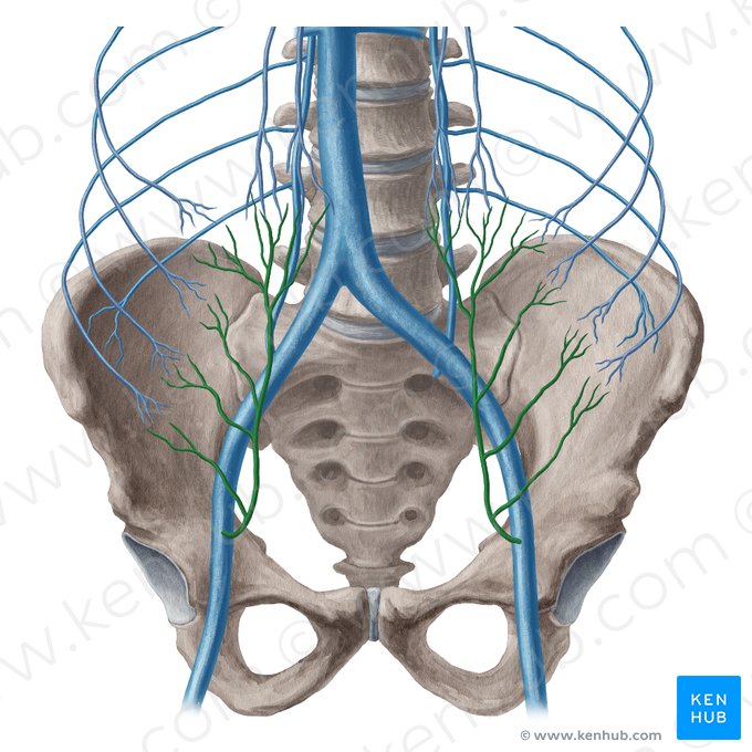 Veia epigástrica inferior (Vena epigastrica inferior); Imagem: Yousun Koh