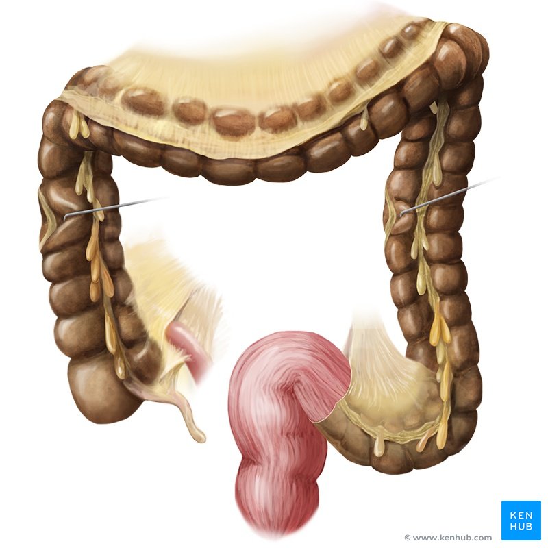 Large intestine - ventral view