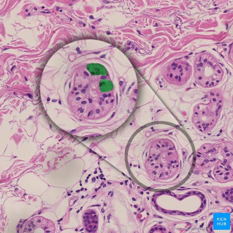Skin appendages: Histology of the nails, glands and hair | Kenhub