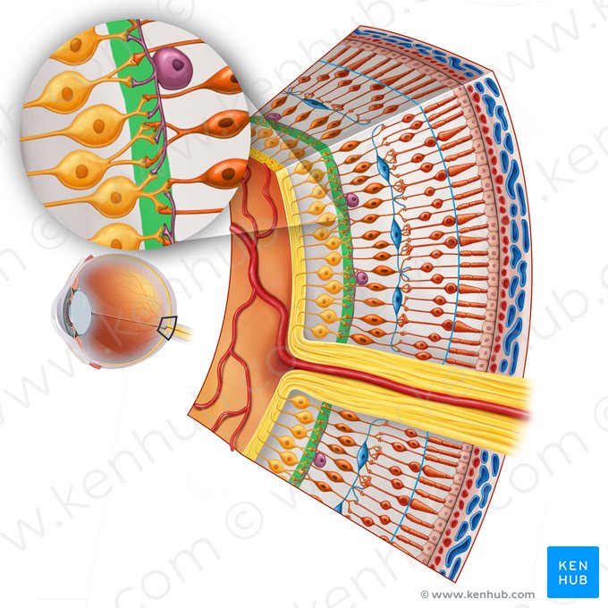 Inner plexiform layer of retina (Stratum plexiforme internum retinae); Image: Irina Münstermann