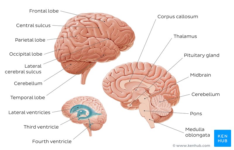 Overview of the brain - lateral and sagittal views