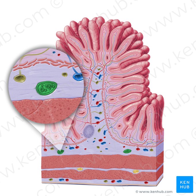 Plexo submucoso (de Meissner) (Plexus nervosus submucosus); Imagem: Paul Kim