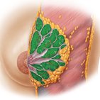 Glandula mammaria - Histologie