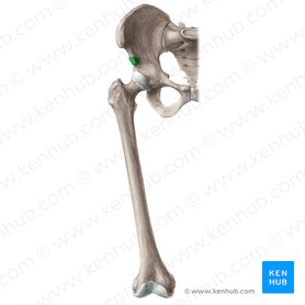 Spina iliaca anterior inferior (Vorderer unterer Darmbeinstachel); Bild: Liene Znotina