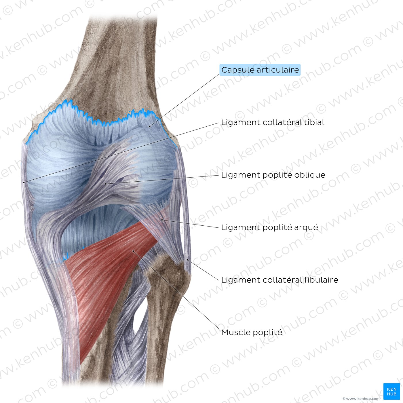 Articulation du genou : ligaments extracapsulaires et muscle poplité (vue postérieure)