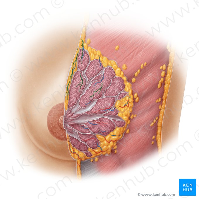 Rami mammarii laterales arteriae thoracicae lateralis (Seitliche Brustdrüsenäste der seitlichen Brustkorbarterie); Bild: Samantha Zimmerman