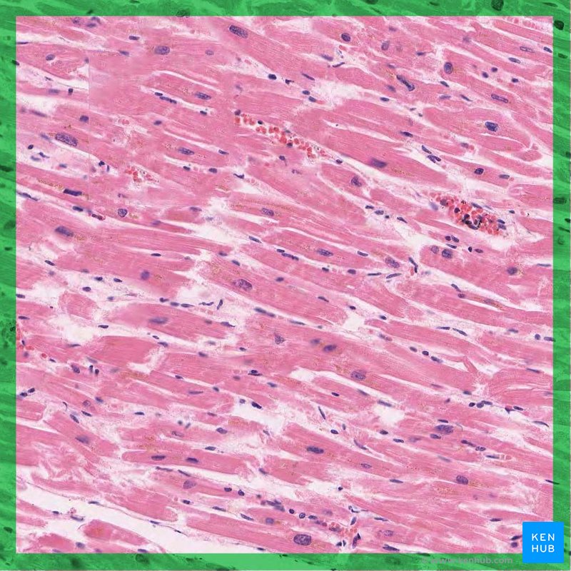 Cardiac muscle (Textus muscularis cardiacus)