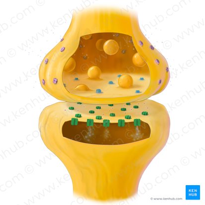 Neurorreceptor; Imagen: Tal Bavli Ziv