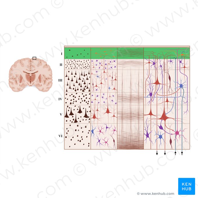 Capa molecular de la corteza cerebral (Lamina molecularis); Imagen: Paul Kim